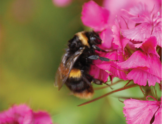 Bee - Skiddaw View Holiday Park