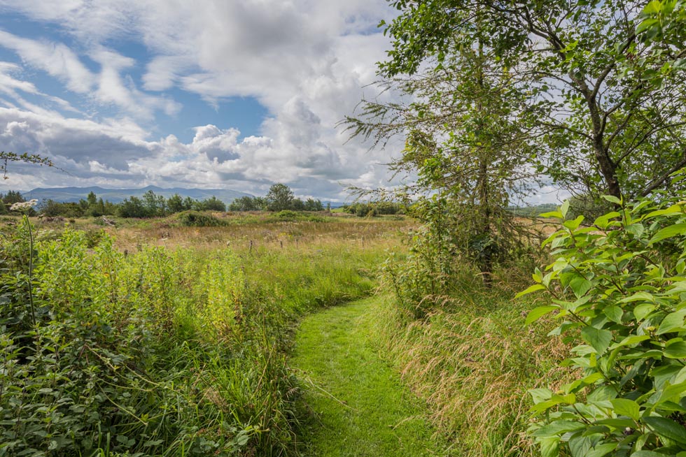 Dog Walking Field