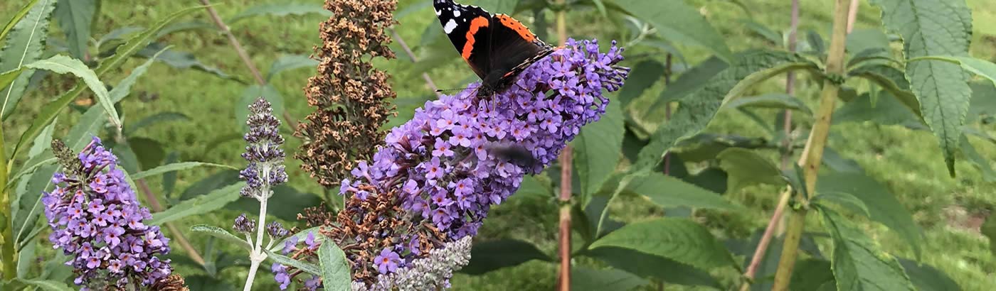 Wildlife and Conservation at Skiddaw View Holiday Park