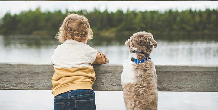 Dog-friendly timber lodge accommodation at Skiddaw View Holiday Park